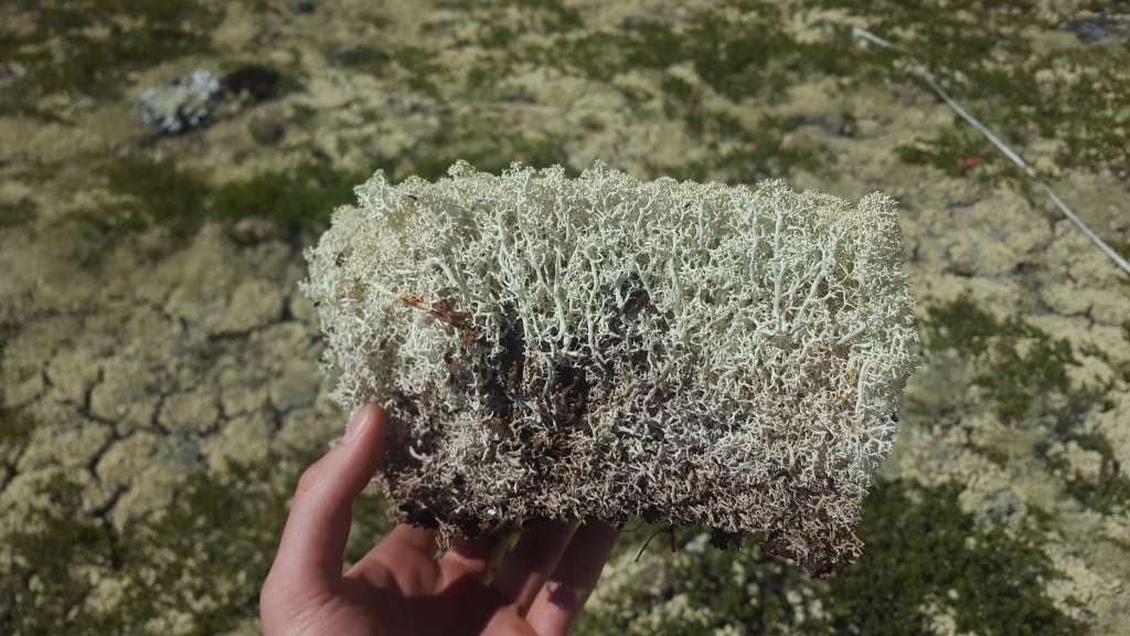 arctic tundra lichen